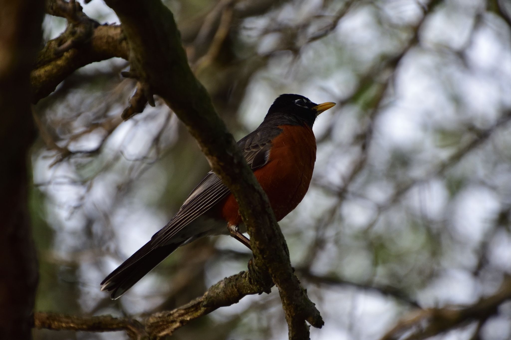 Robin Sitting in a tree