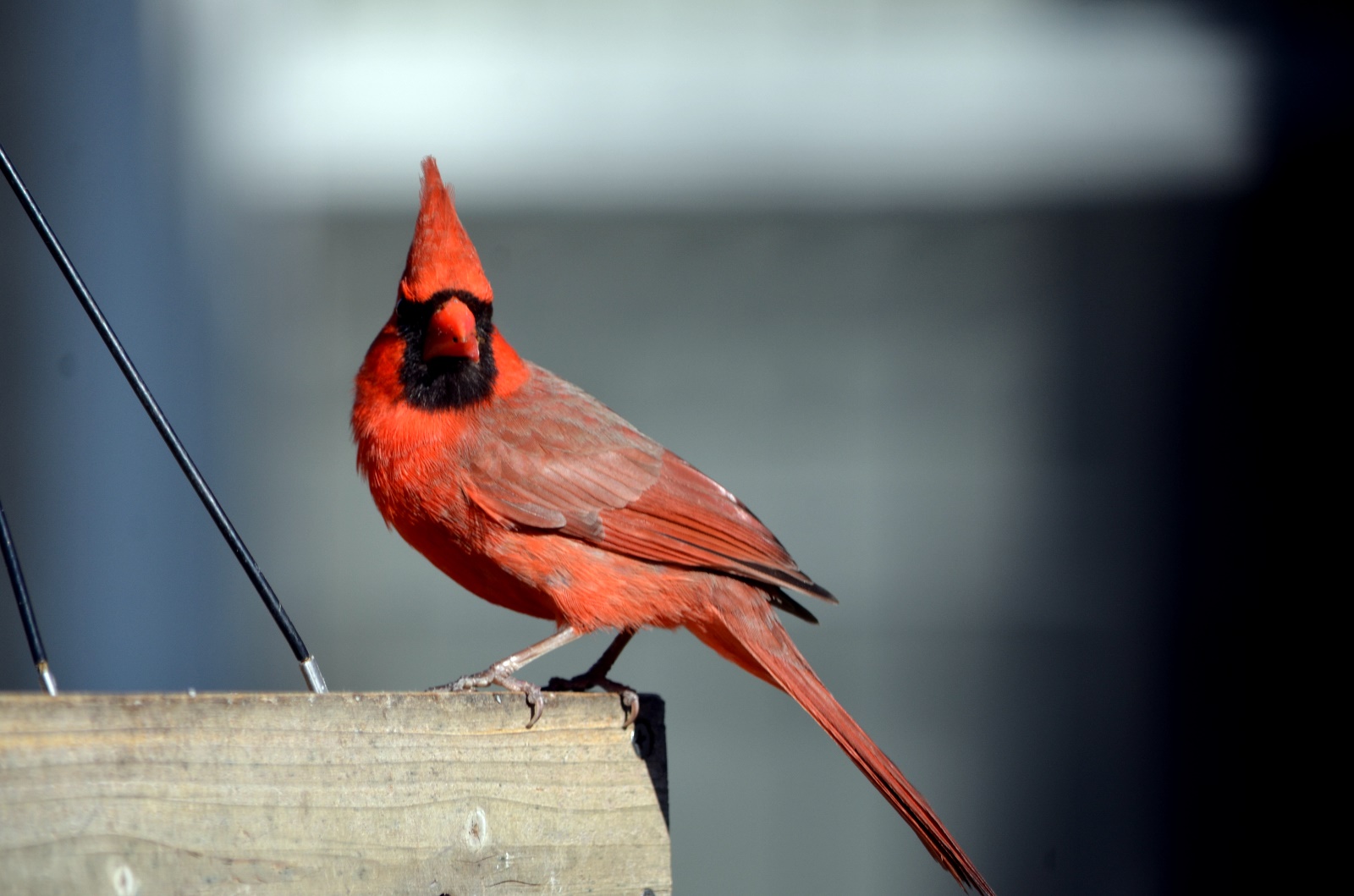 Cardinal