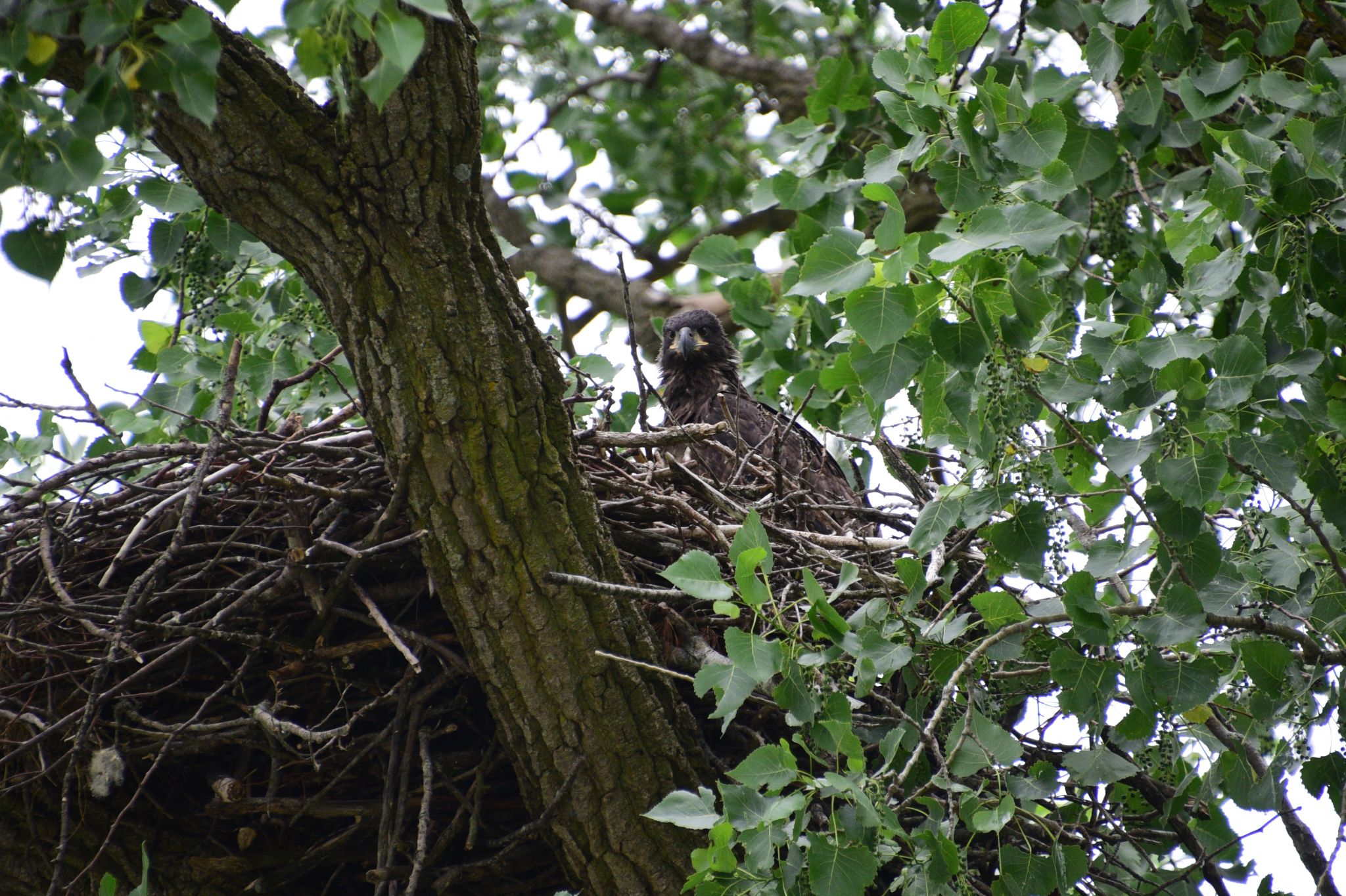 Bayles Lake Eagle Family