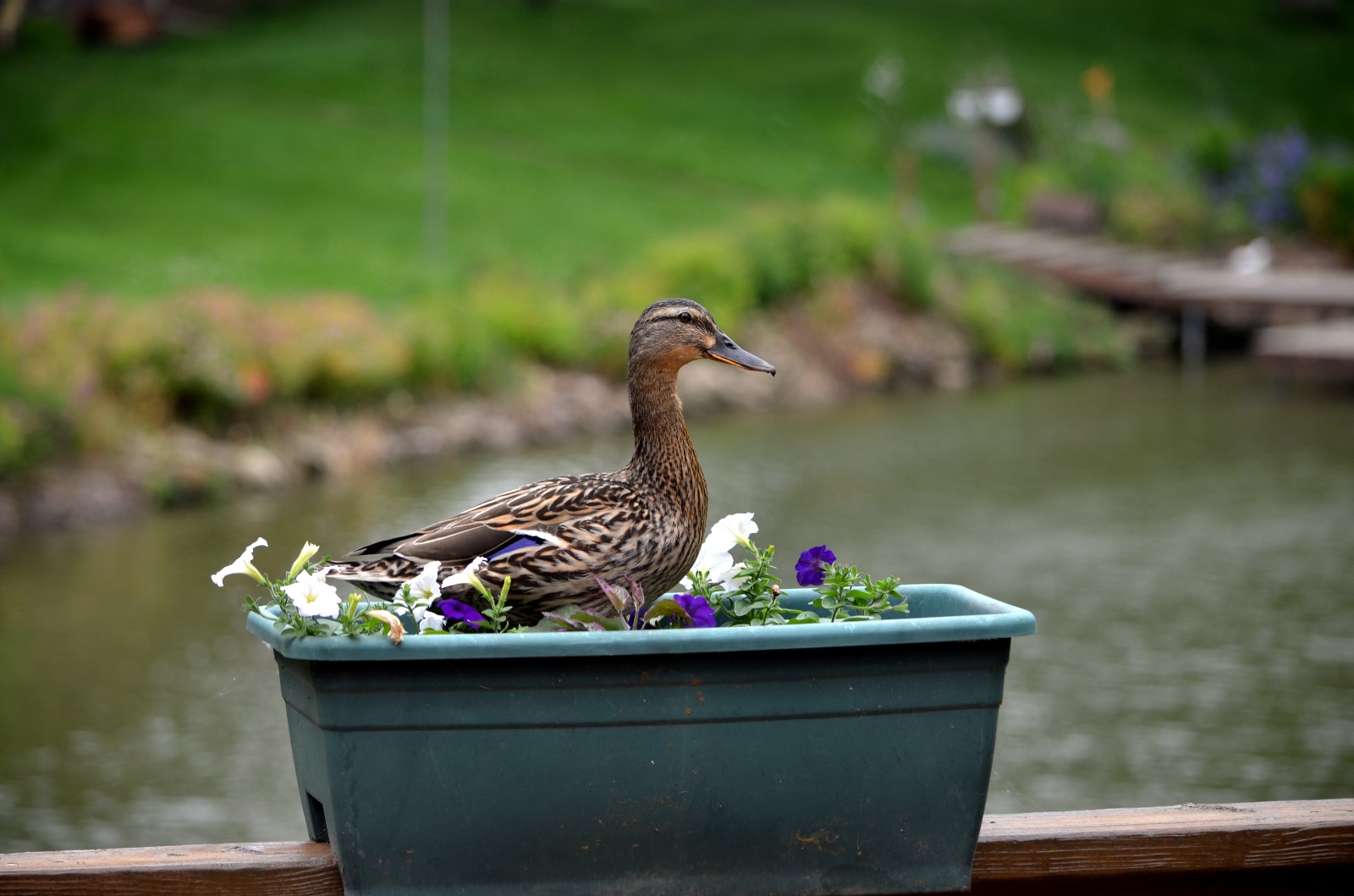 Duck in our planter