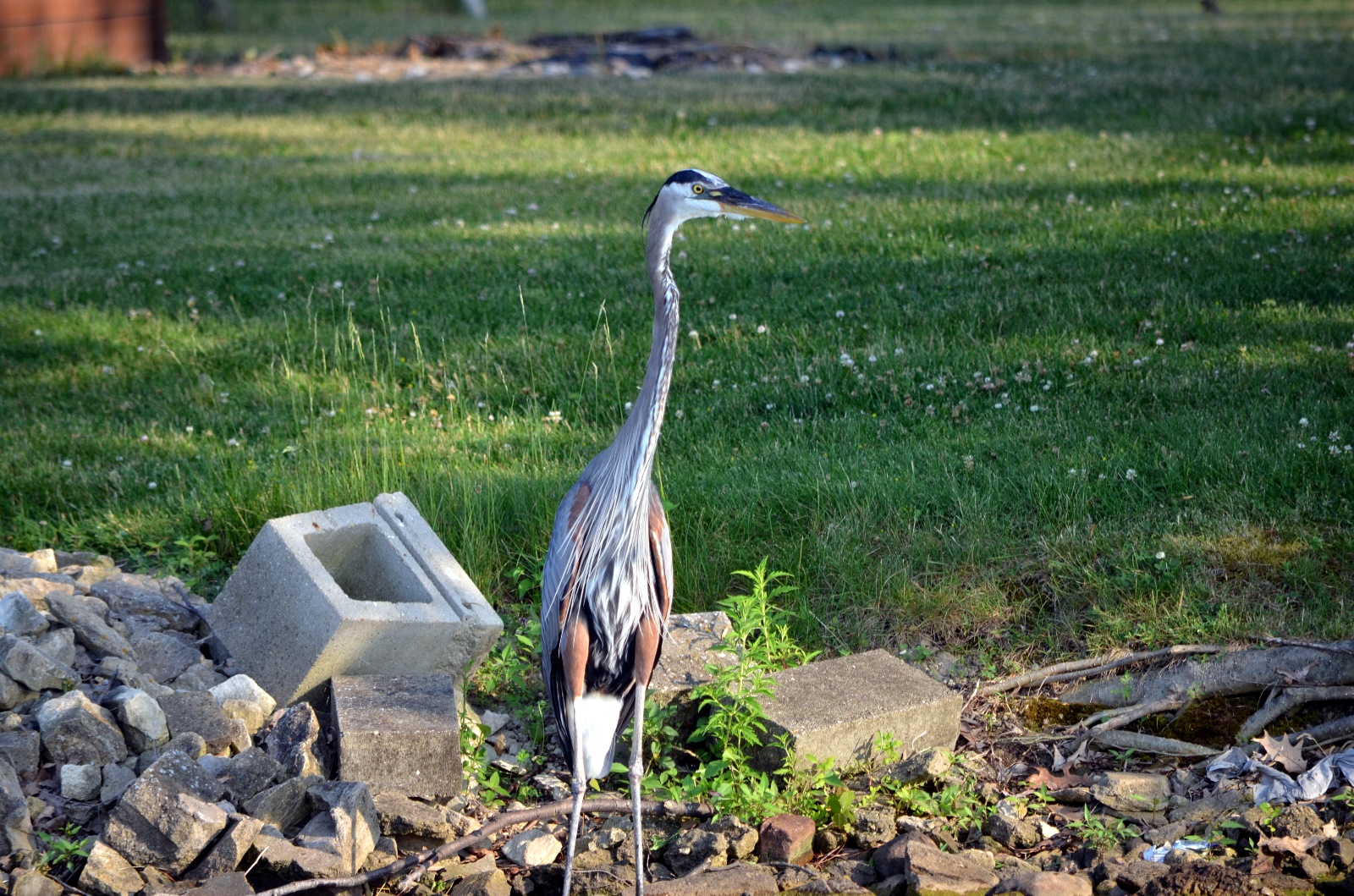 Blue Heron