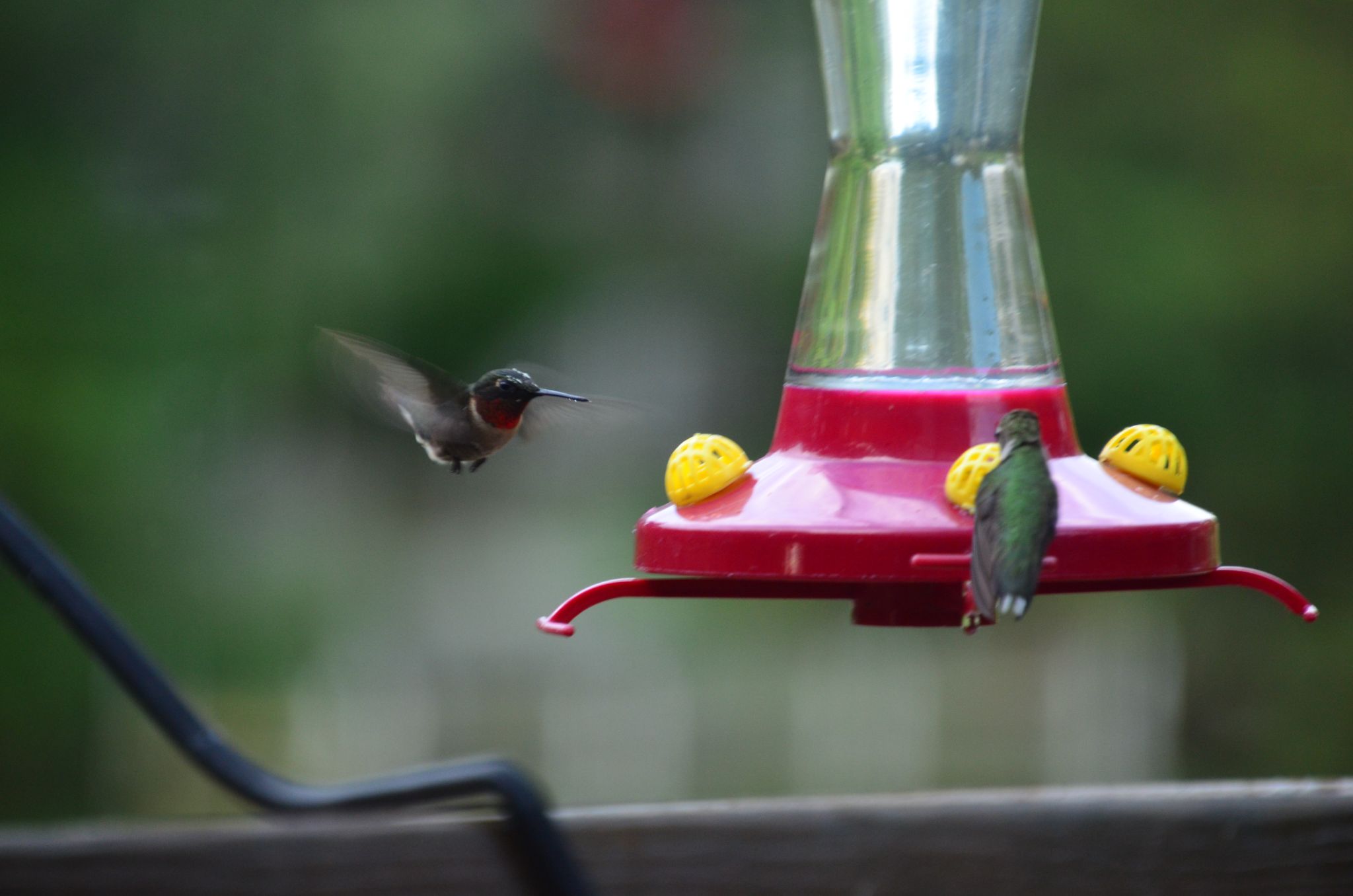 Hummingbirds