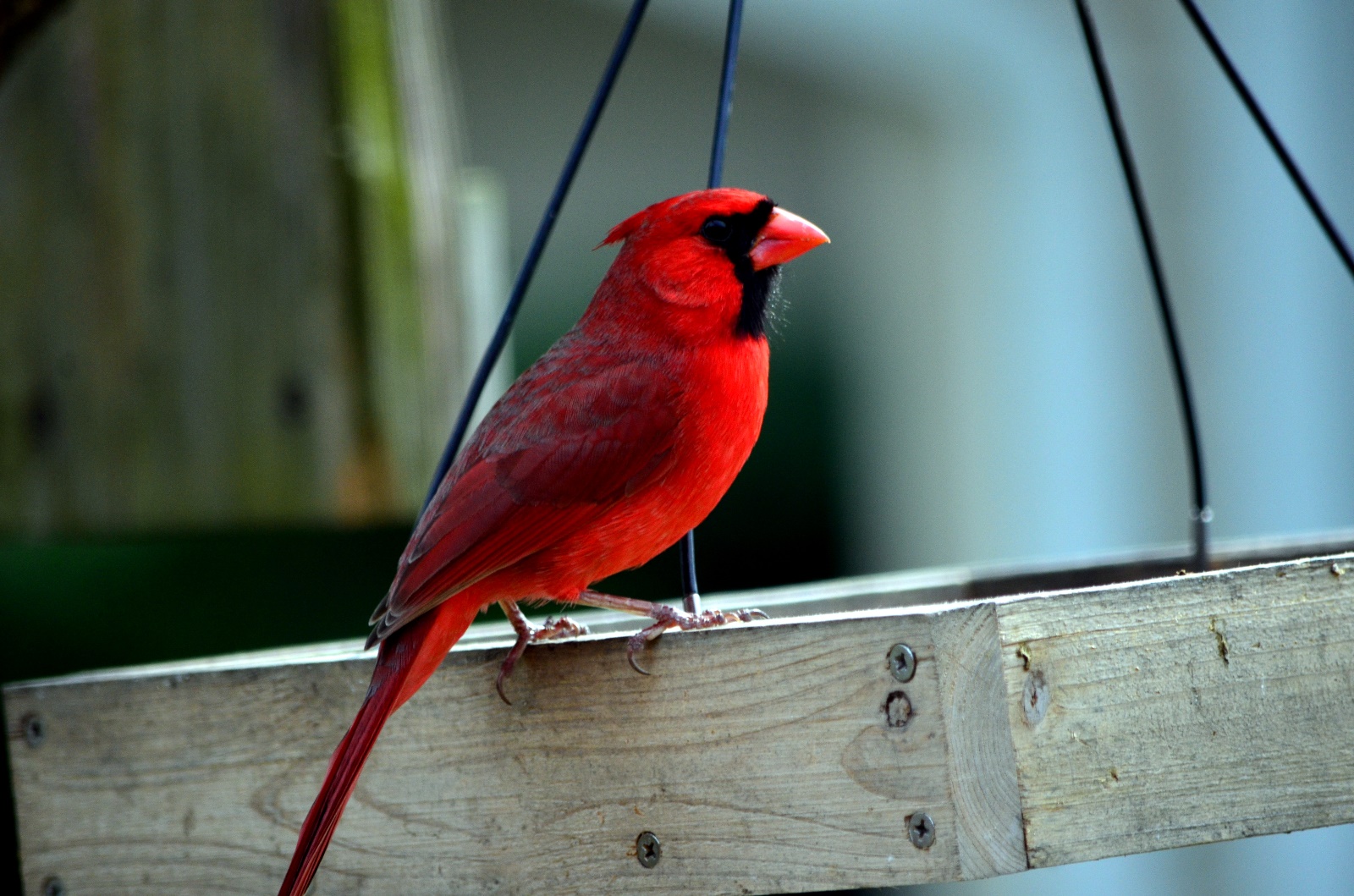 Cardinal