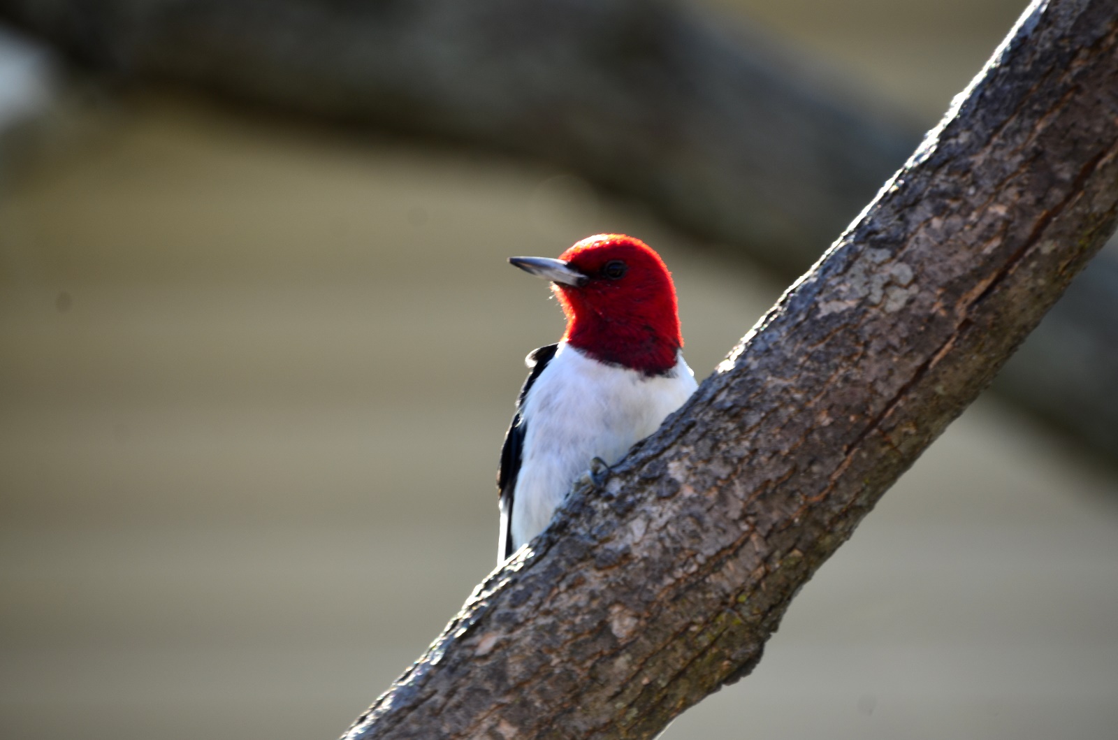 Red Headed Woodpecker