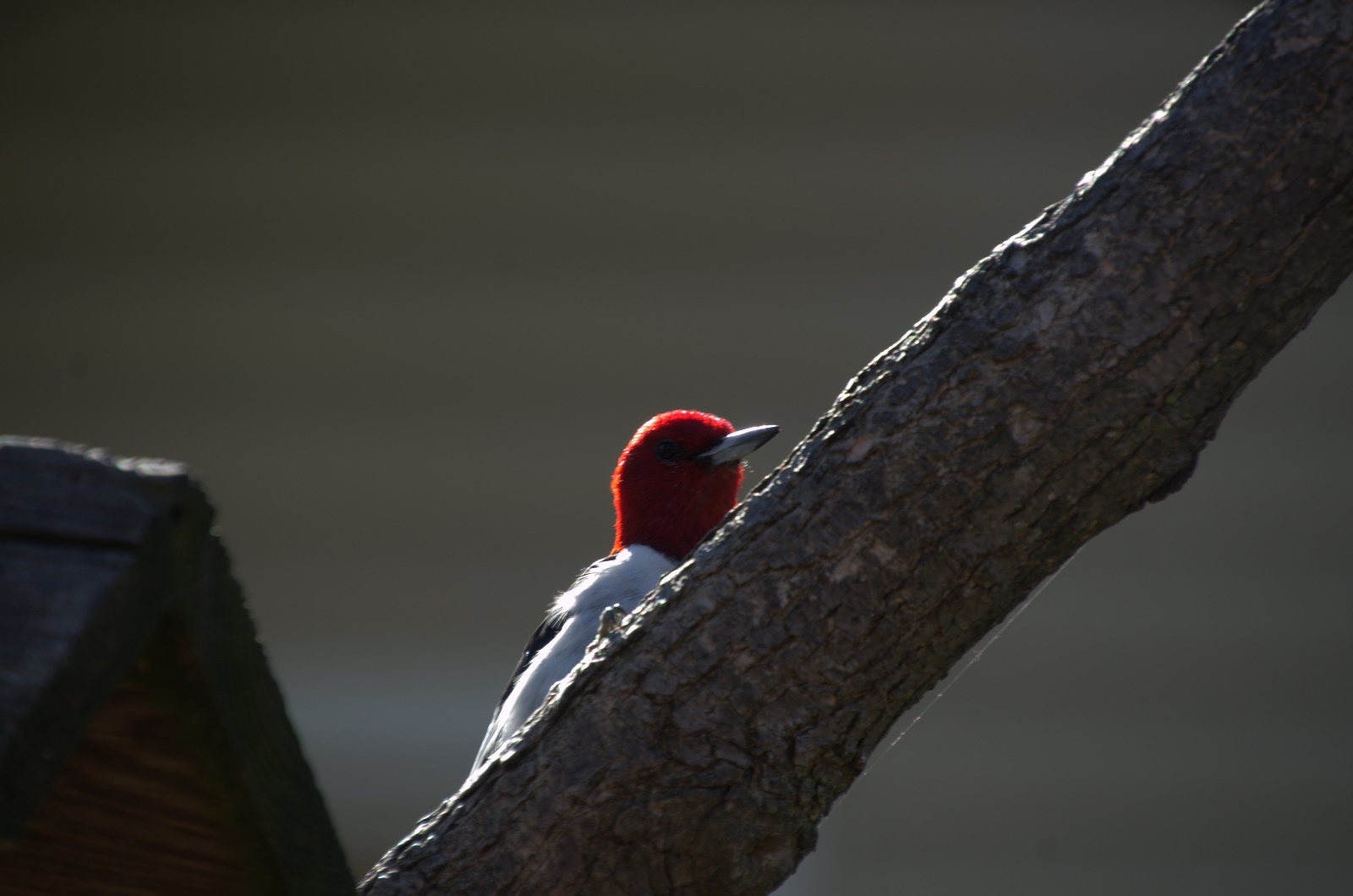 Red-Headded Woodpecker
