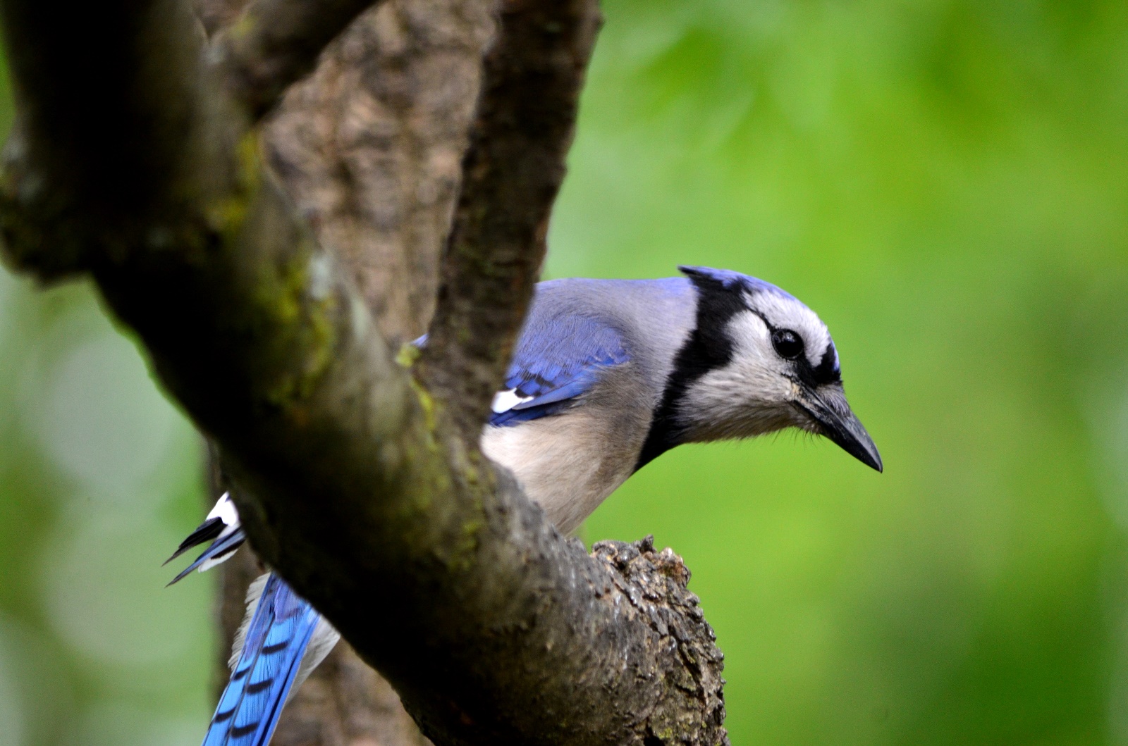 Bluejay