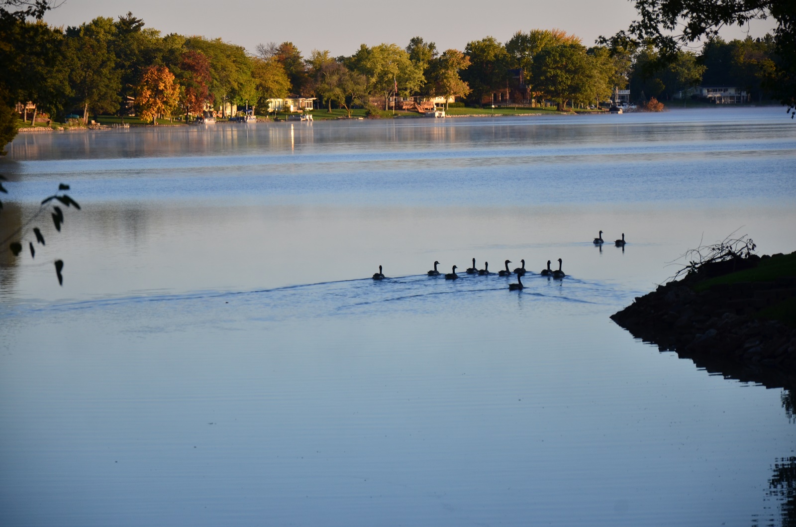 The ducks are leaving