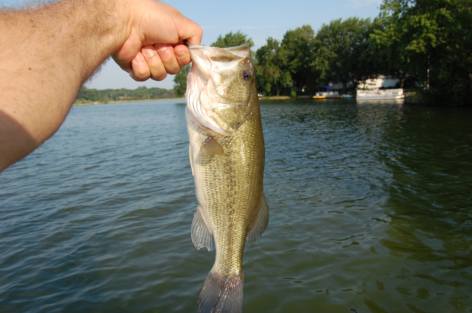 Large mouth bass