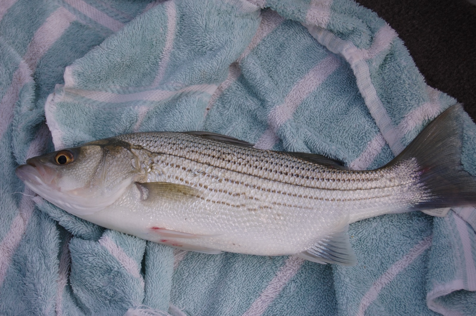 Hybrid Striper