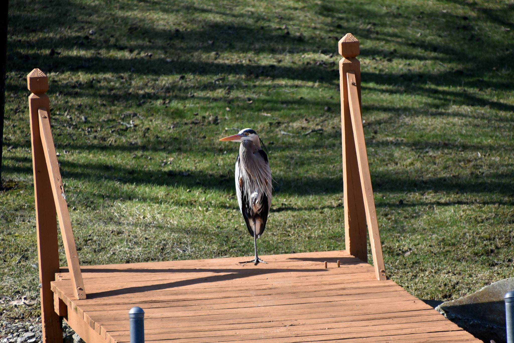 The Blue Herons are back
