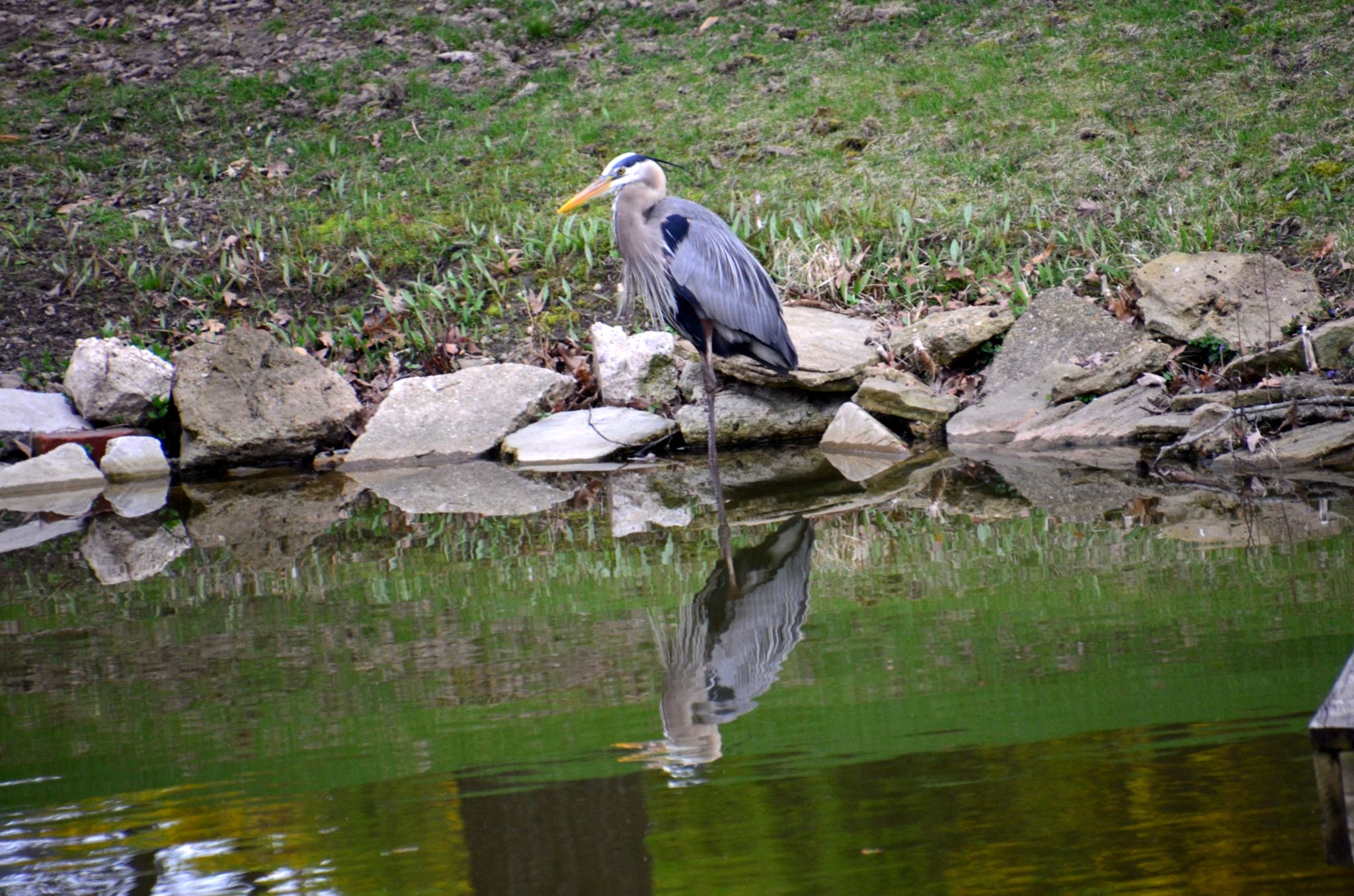 Blue Heron