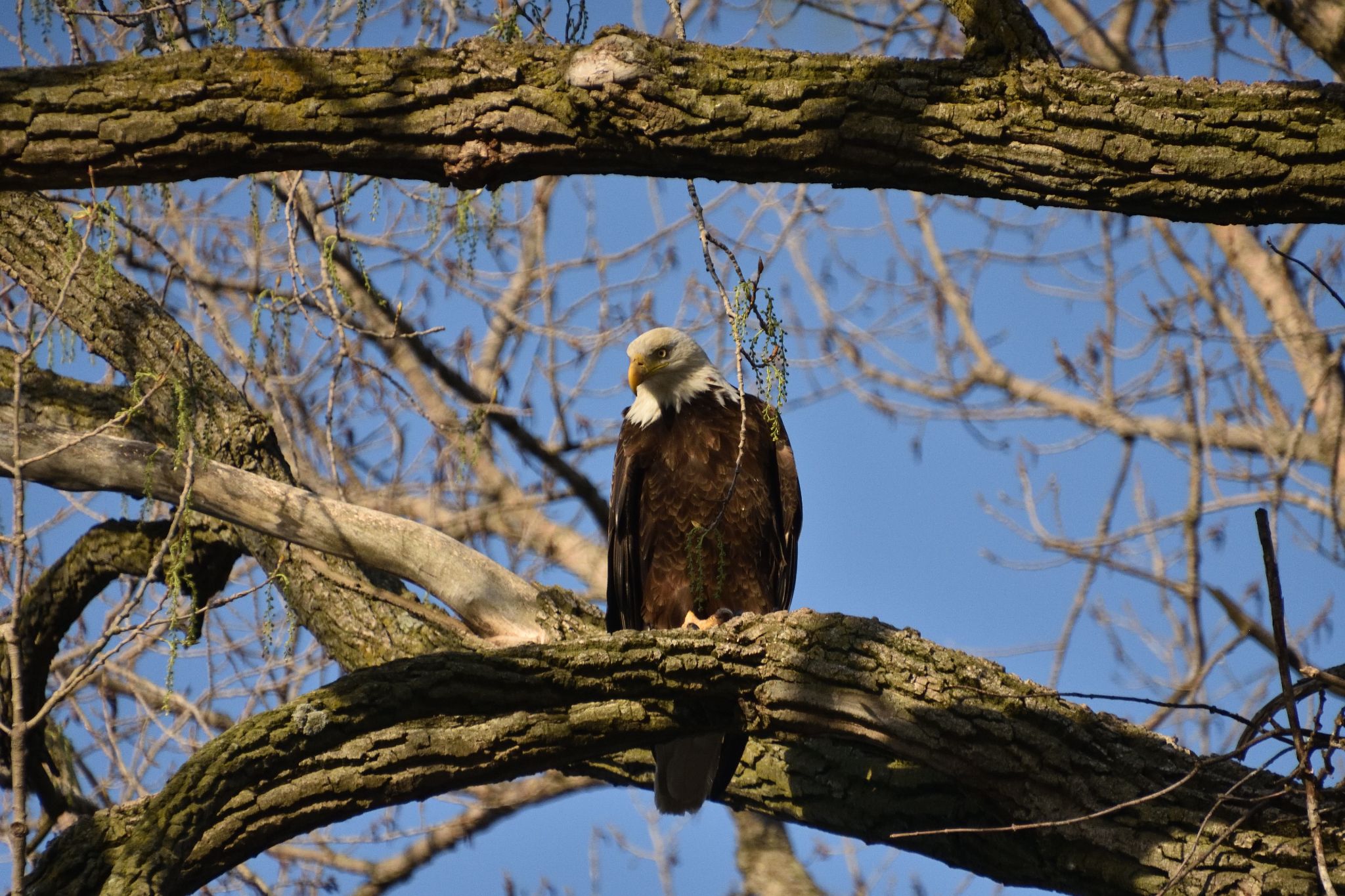 The Bayles Lake Eagles
