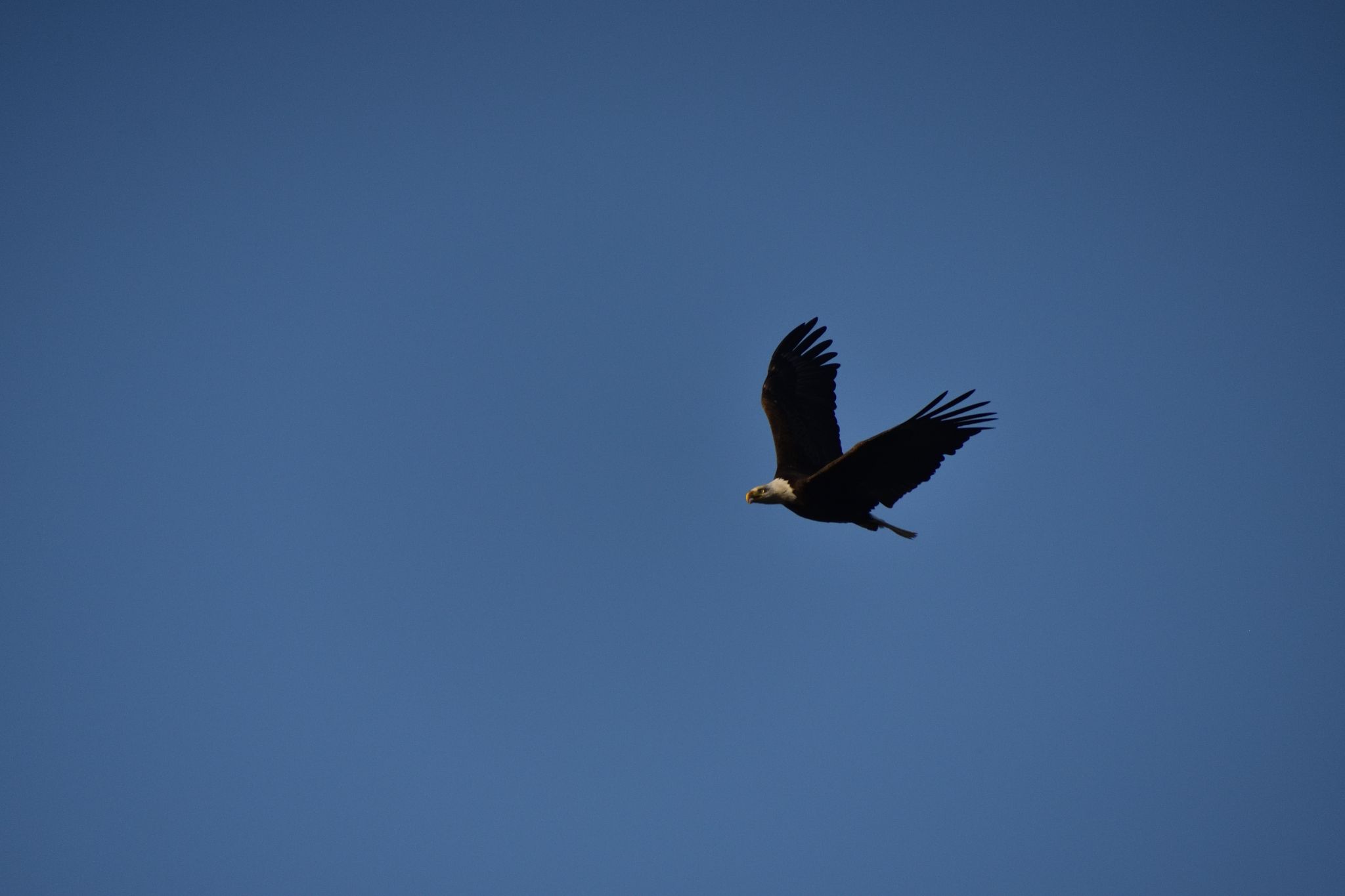 The Bayles Lake Eagles