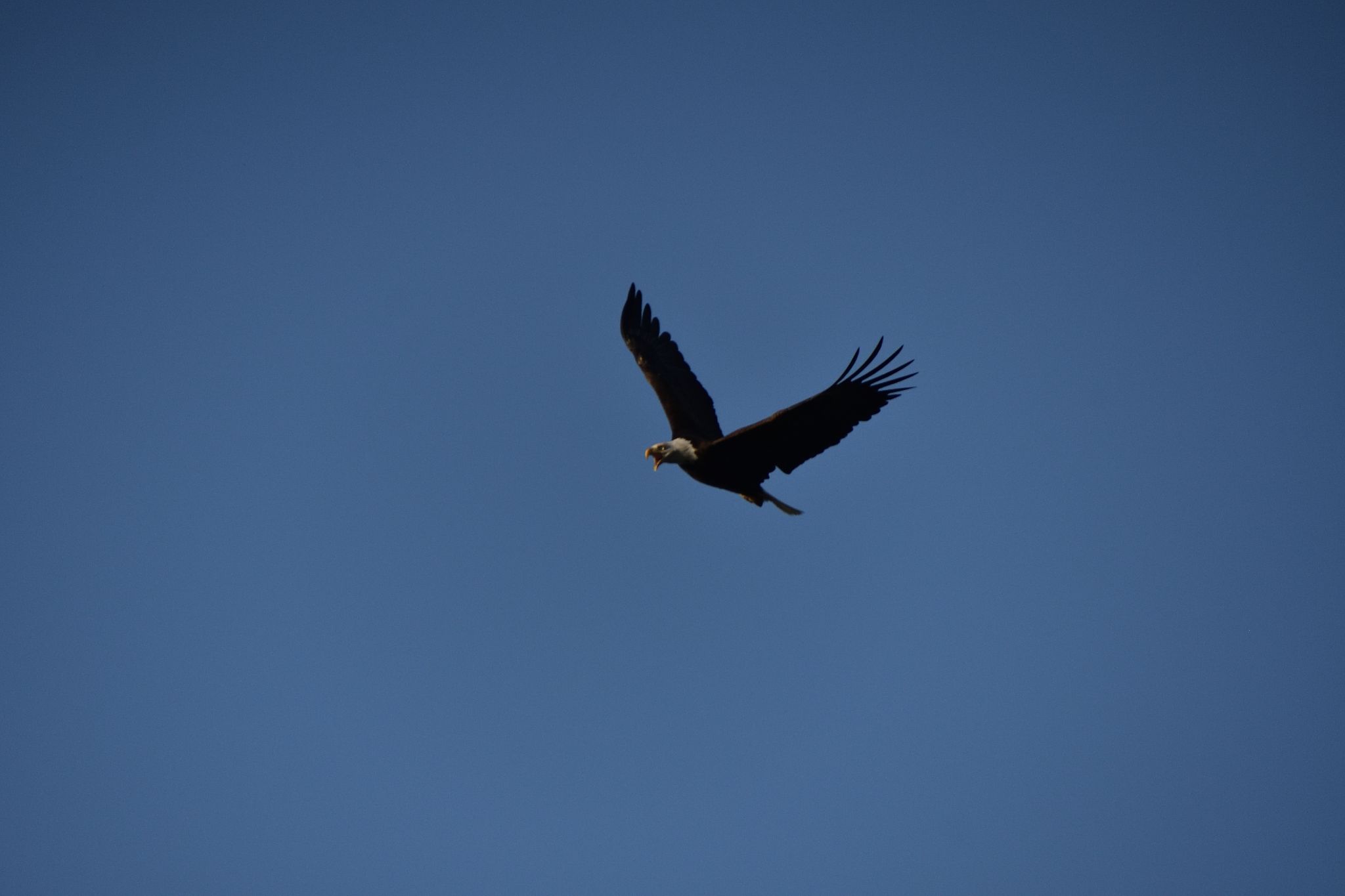 The Bayles Lake Eagles