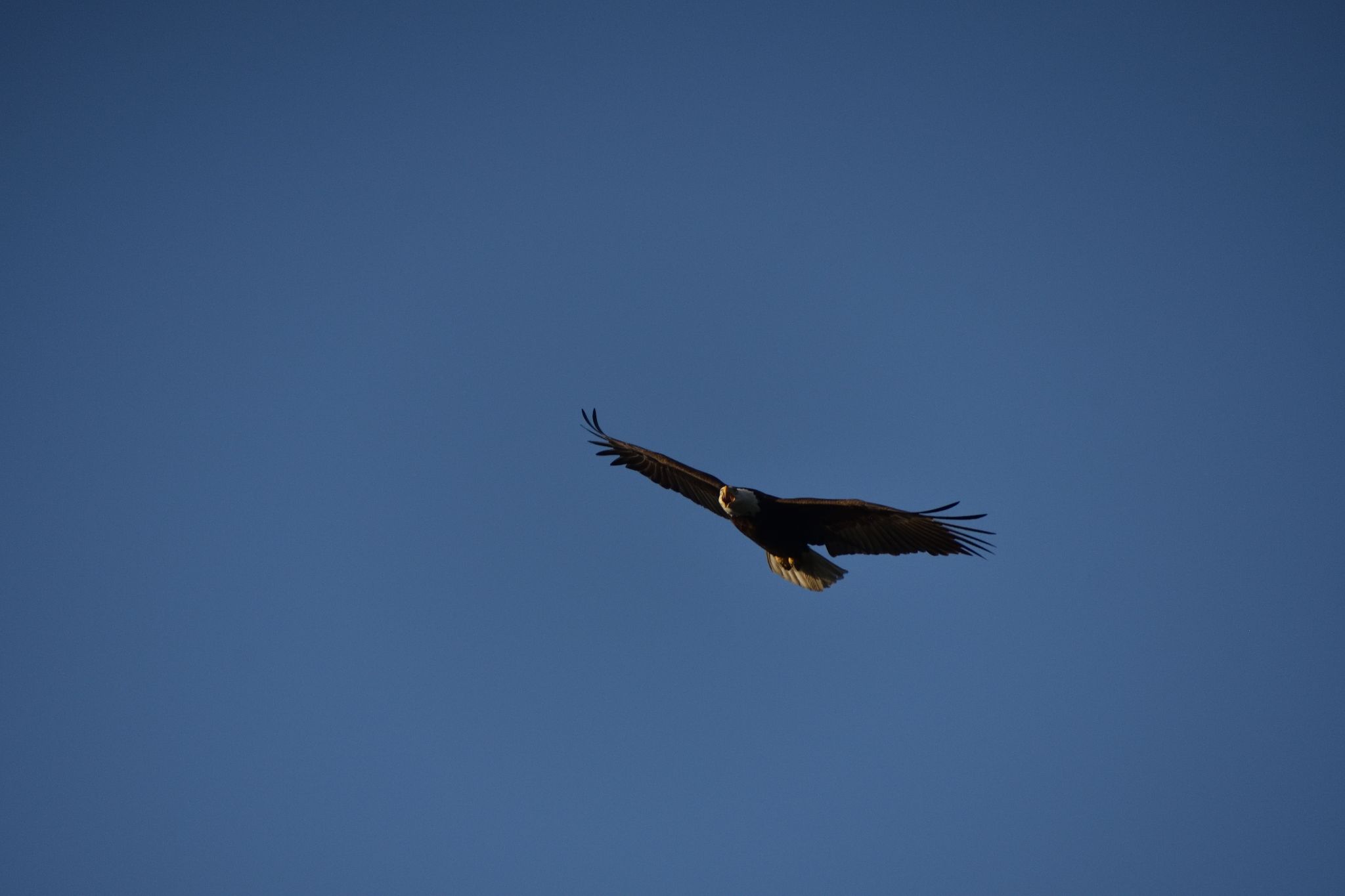 The Bayles Lake Eagles