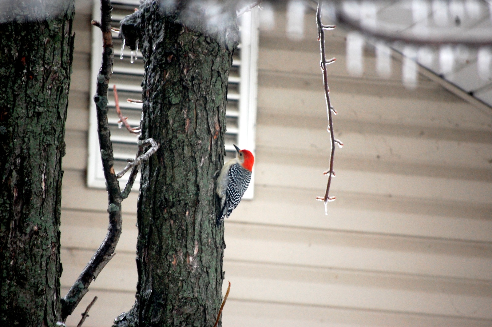 Woodpecker