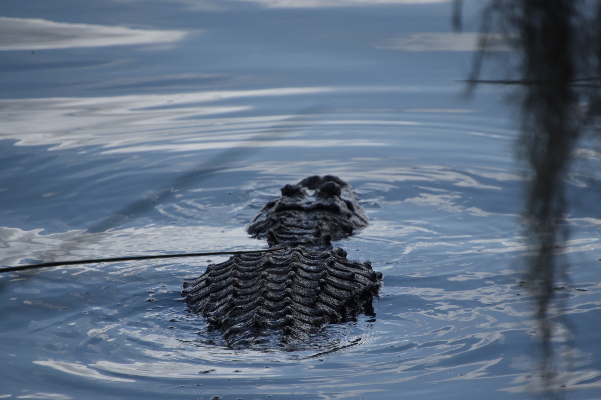 Circle B Bar Reserve