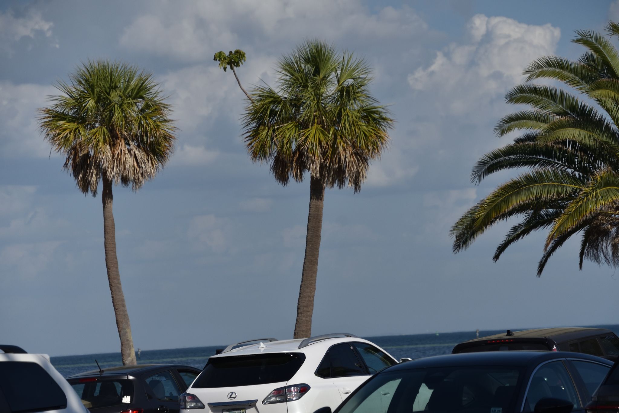 St Petersburg Fl