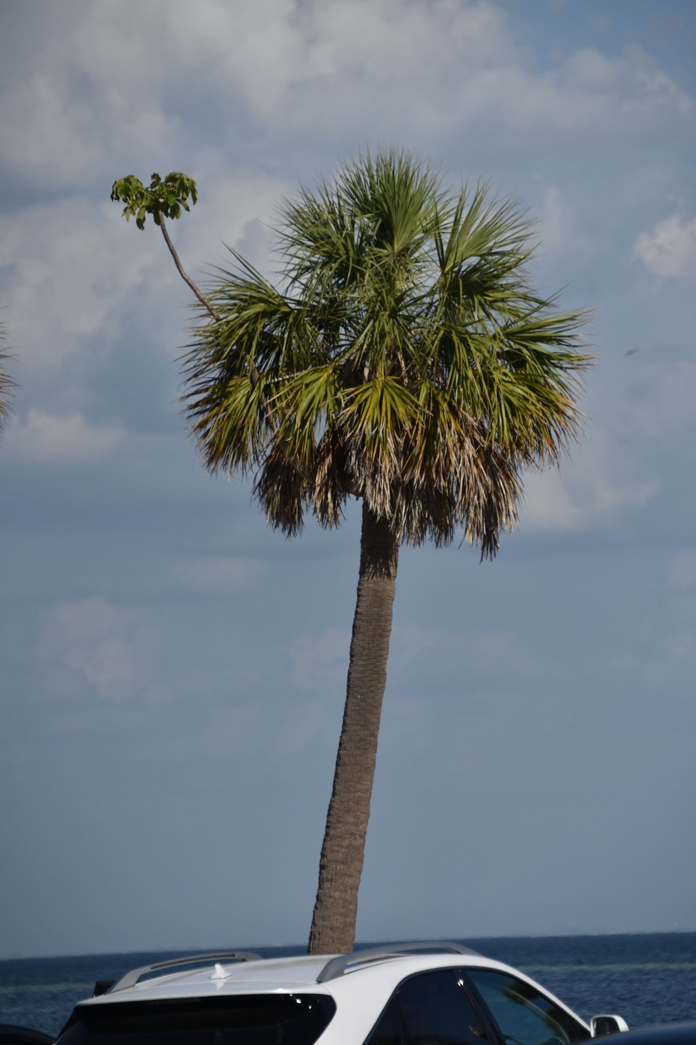 St Petersburg Fl
