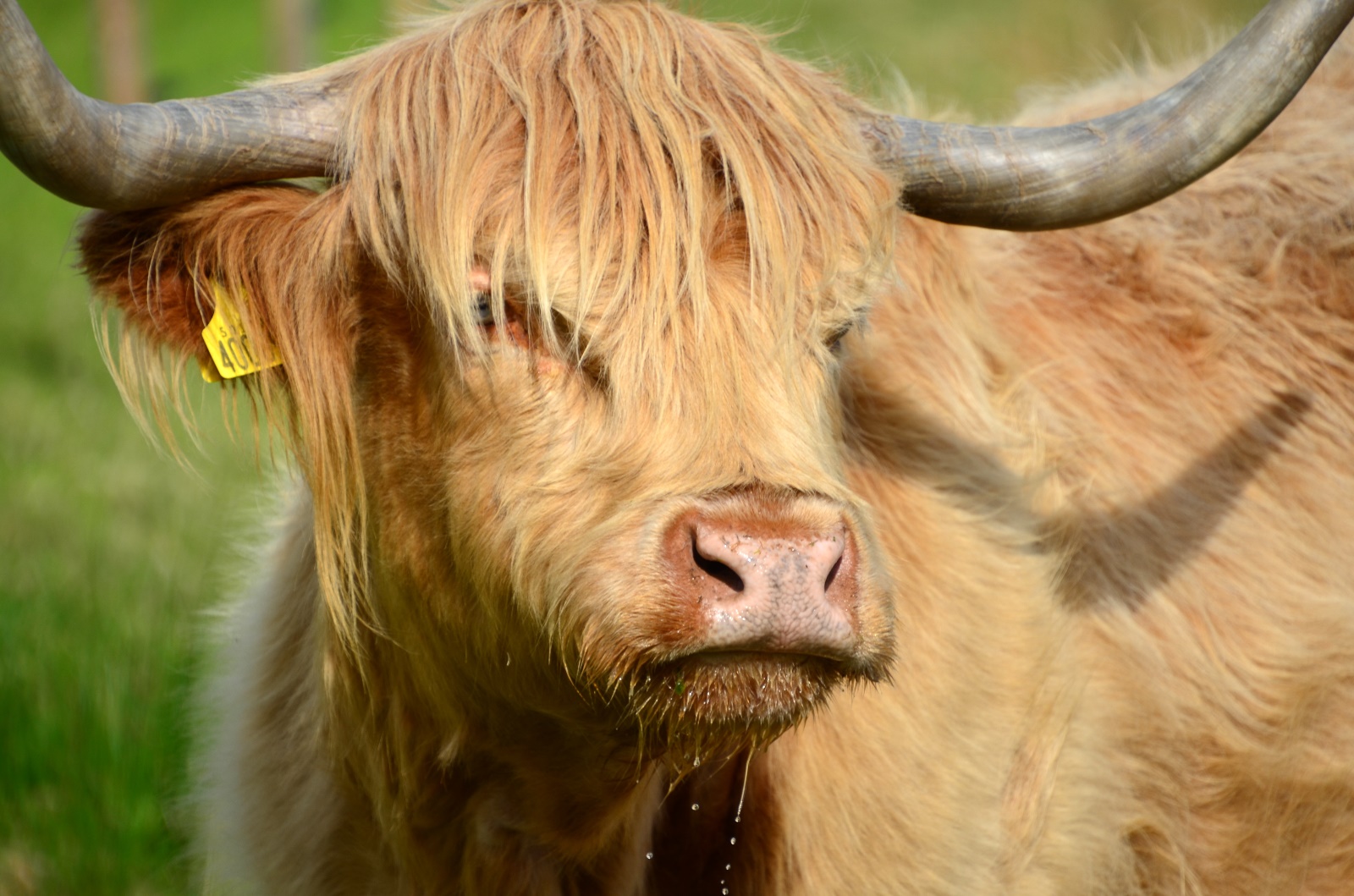 Culloden Battlefield