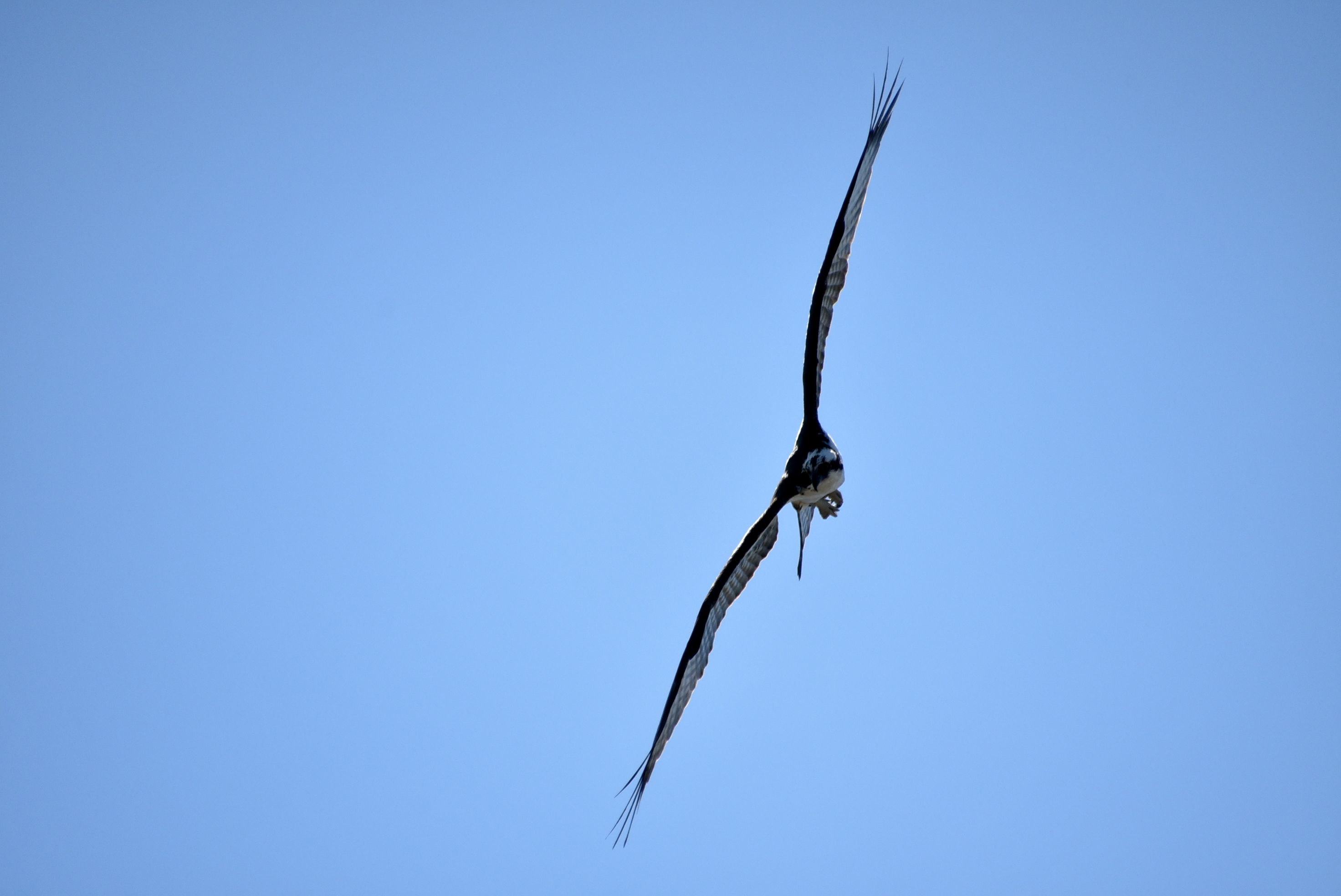 Myakka River State Park
