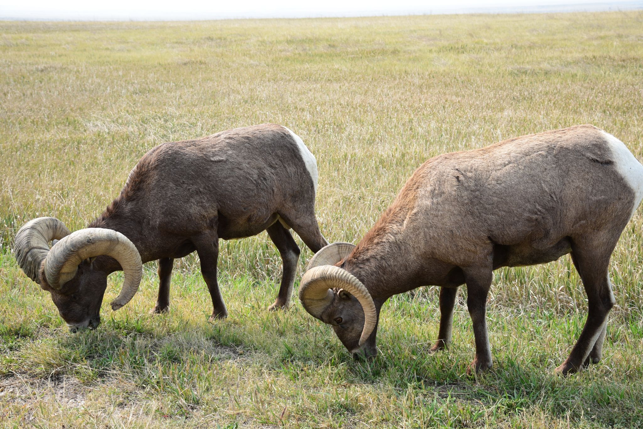 The Badlands National Park